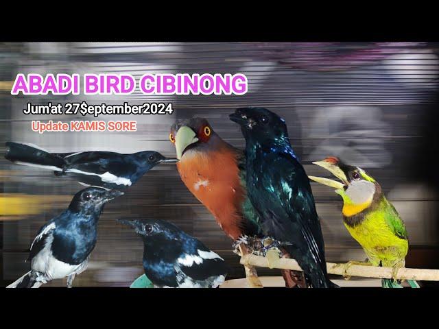 Burung-burung langka mulai pada hadir@abadibirdcibinong#Jum'at 27 September 2024