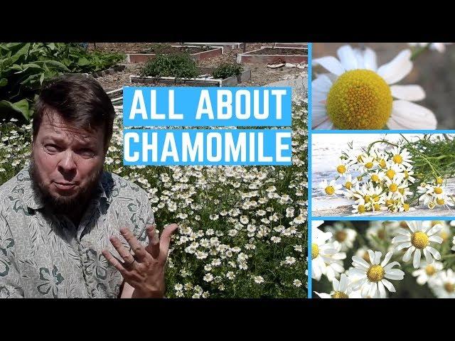 Medicinal Benefits of Chamomile