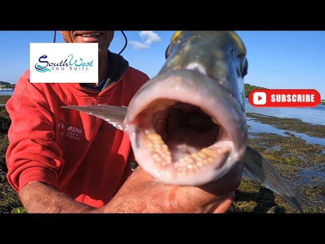 Sea Fishing UK - Gilthead Bream fishing how to - with special guest Martin “Larks” Larking