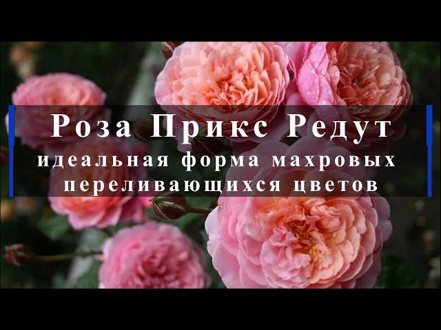 Роза Прикс Редут - идеальная форма махровых переливающихся цветов. Питомник растений Е. Иващенко