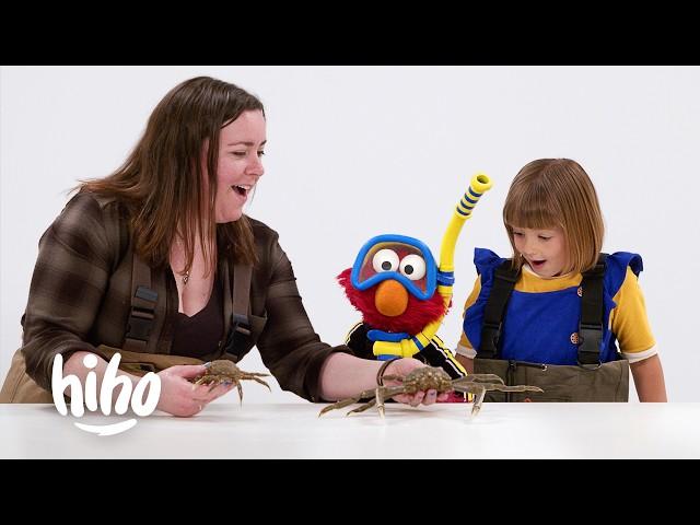 Kids and Elmo Meet a Marine Biologist | HiHo Kids