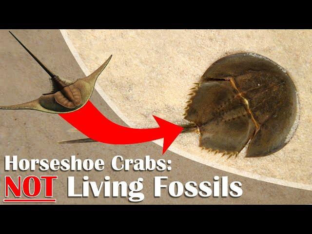 Horseshoe Crabs: NOT Living Fossils