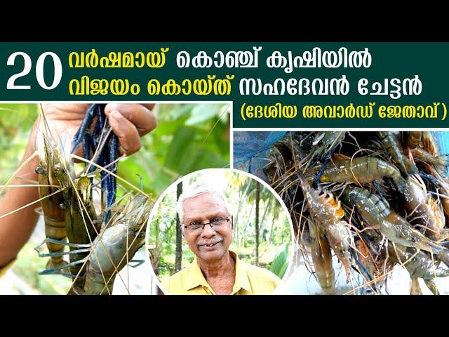 കൊഞ്ച് കൃഷിയിൽ വിജയം കൊയ്ത് സഹദേവൻ ചേട്ടൻ | Prawns Farming Malayalam | Shrimp Farming