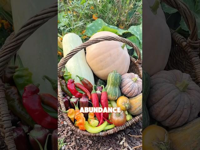 Let’s #harvest from the #garden!  #farming #abundance