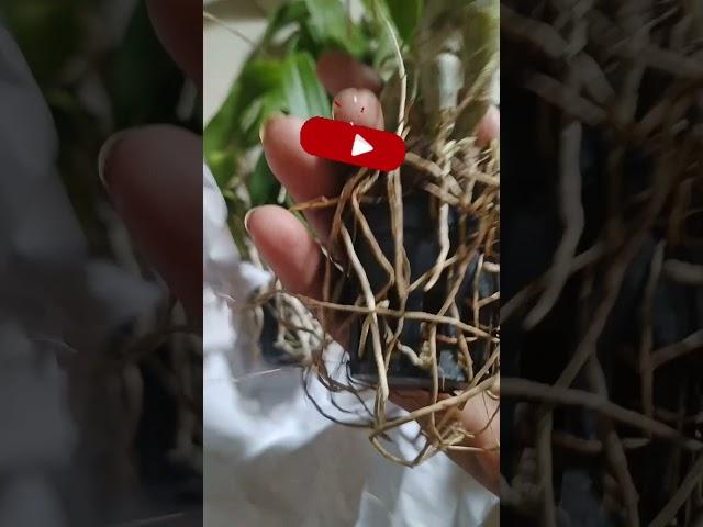 #unboxing #Orchidsshopping #onlineplant #Rochfernseller #shortvideo