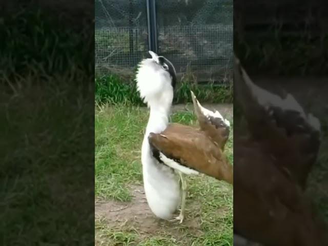The kori bustard #bird #birdlovers
