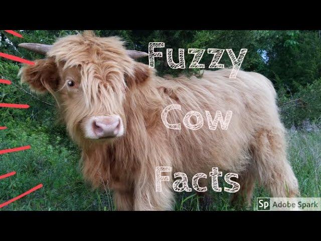 4 Facts About Highland Cows