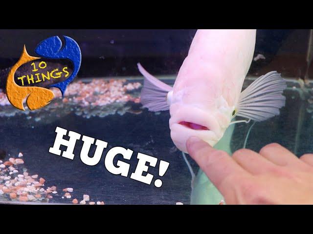 DON'T buy MONSTER FISH Without Watching This First! Top 10 Things About Large Fish In Aquariums