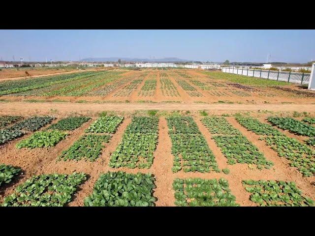 Pakistani expat learns growing Chinese cabbages in east China