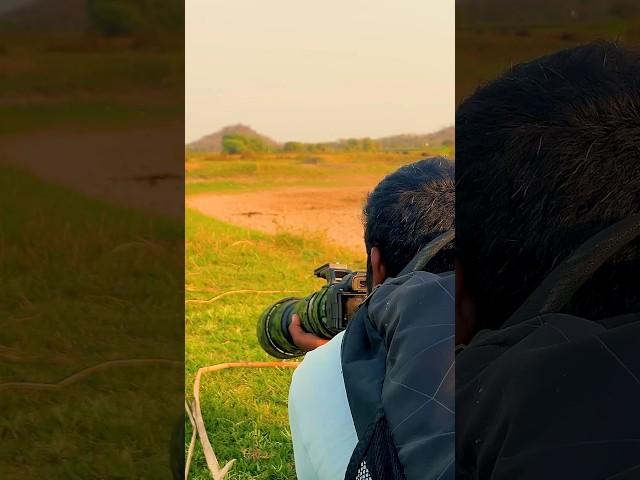 Canon R10 With Sigma 150-600MM Lens Wildlife photography