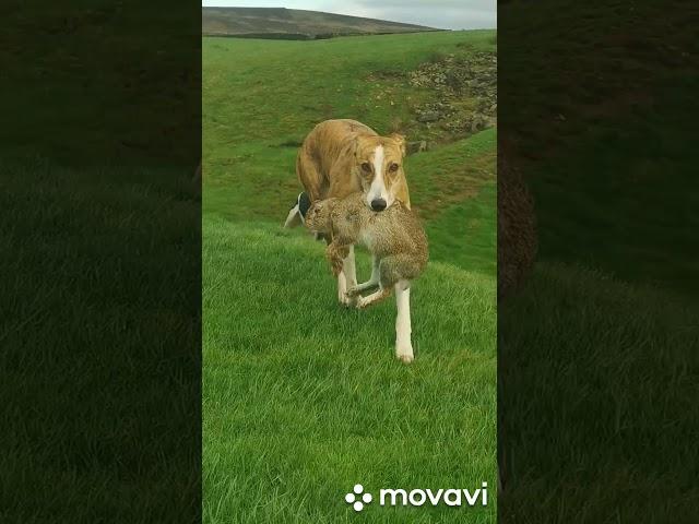 collie greyhound rabbiting