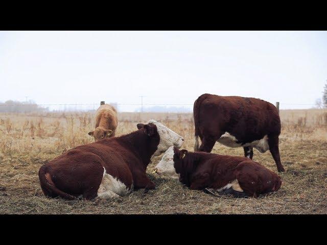 Two-Stage Weaning Calves