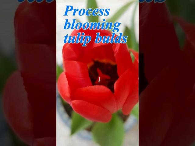 베란다 튤립구근 파종 꽃피는 과정 관찰,Tulip bulds bloomimg process #튤립구근꽃피는과정 #tulip_bulds #tulip_flowers