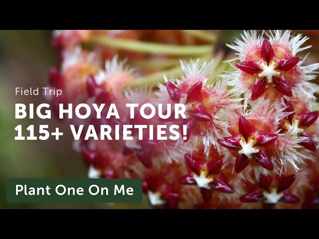 115+ HOYA TOUR with Steve's Leaves — Ep. 296