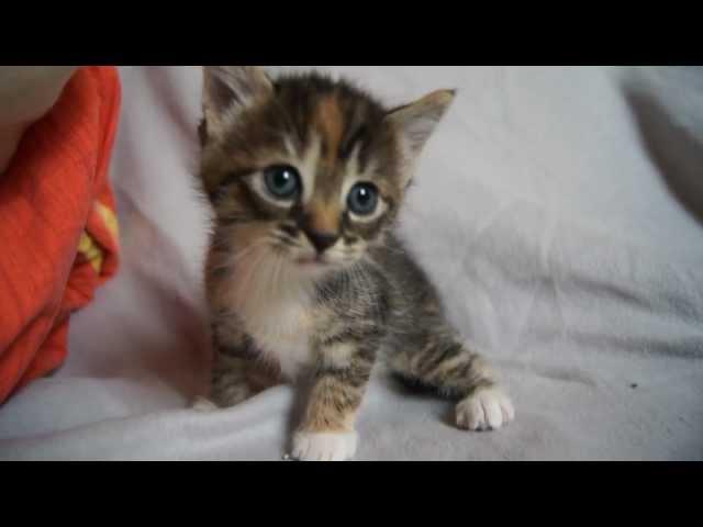 Cute Baby Kitten meows because Mama Cat is not there