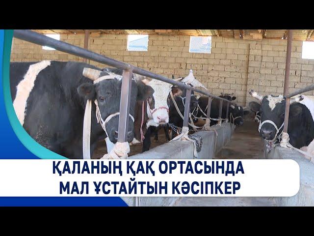 Қаланың қақ ортасында мал ұстайтын кәсіпкер