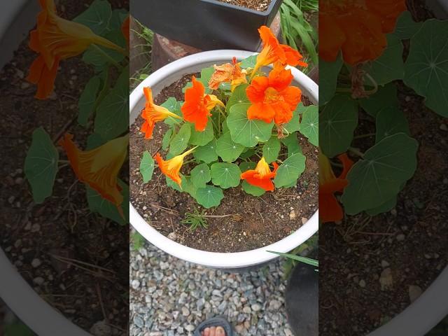 5월의 정원 한련화 #강촌농부 #귀촌 #자연인  #건강한삶  #건강한밥상 #한련화 #비빔밥 #시골정원   #강원도 #강촌 #춘천 #온기 #영웅시대. #고도비만탈출 #간헐적단식
