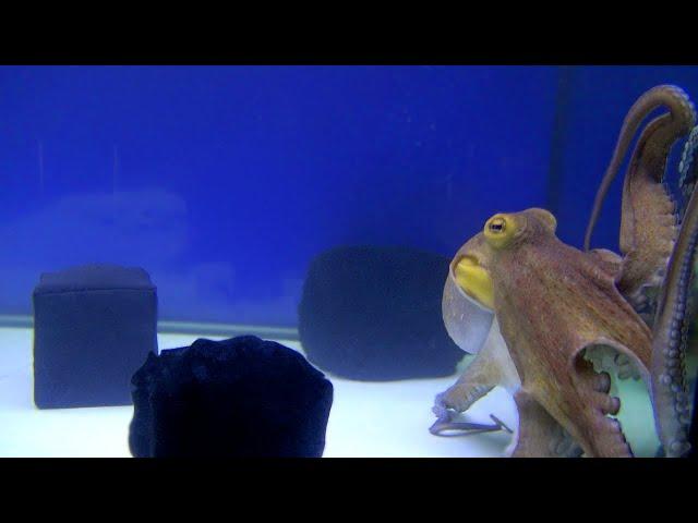 Curious Octopus Explores Different Surfaces - VIEWER REQUEST