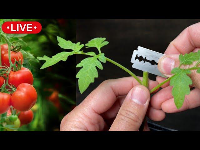 How to GRAFT TOMATOES at Home to Increase Production. Easy Way