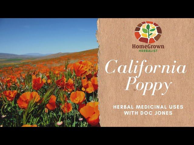 California Poppy [Quick Herbal Overview]