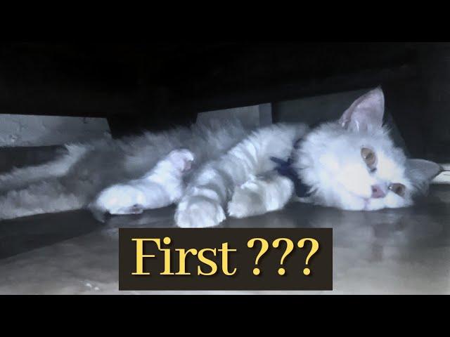 Mother feeding kitten for the first time || Baby kitten feeding milk || Feed milk to kittens