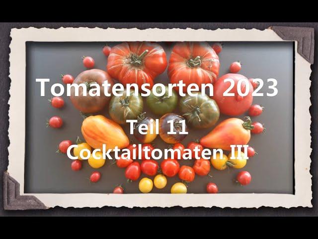 Tomatensorten 2023 Teil 11 - Cocktailtomaten III