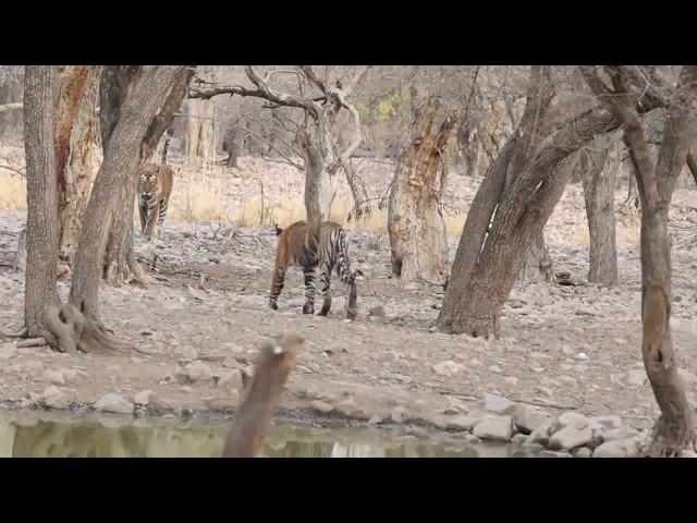 Father meets Son- Ranthambore Tiger Reserve- May 2018