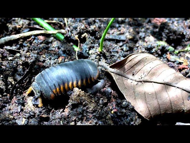 Meet the kindest pill millipede
