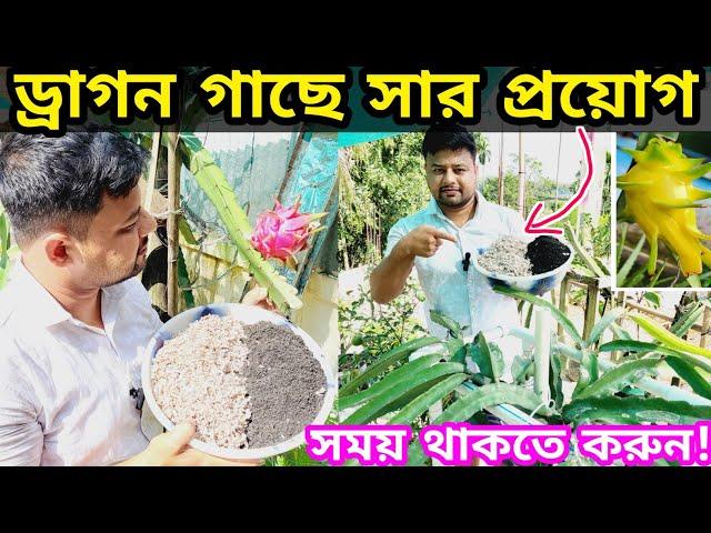 দেখুন ড্রাগন গাছে সার প্রয়োগ । কি কি সার দিলে ড্রাগন গাছের স্বাস্থ ভালো থাকবে । #dragon