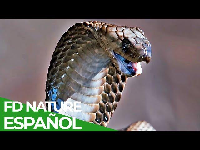 Defensas Salvajes | Episodio 5: Escupitajos y Picaduras | Free Documentary Nature - Español