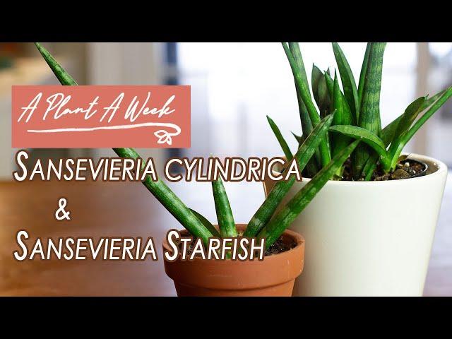 Sansevieria cylindrica & Sansevieria Starfish Care | A Plant A Week