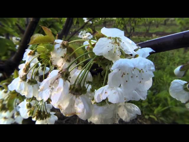 Growing Cherries - a 5 month time lapse.