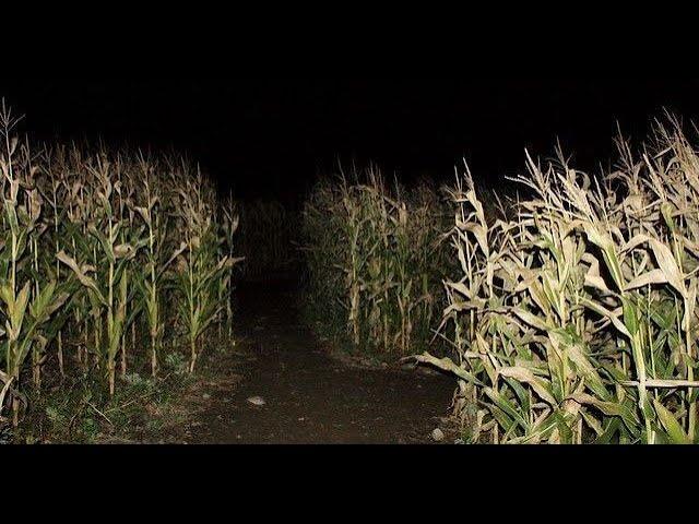 pov: that scarecrow isn't the only thing in the cornfields. | midwestern gothic inspired playlist