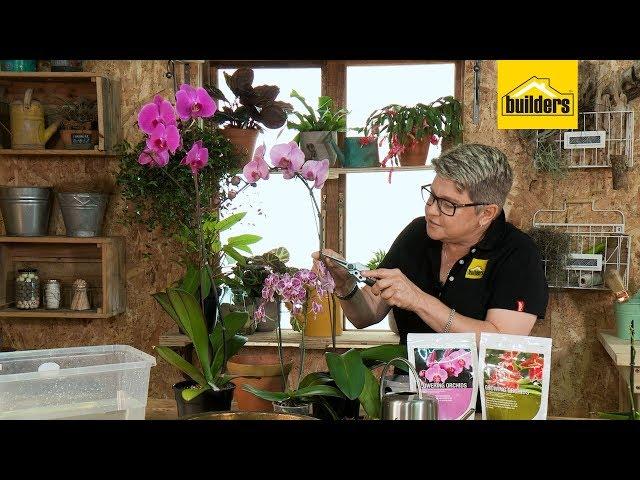 How to Maintain Orchids