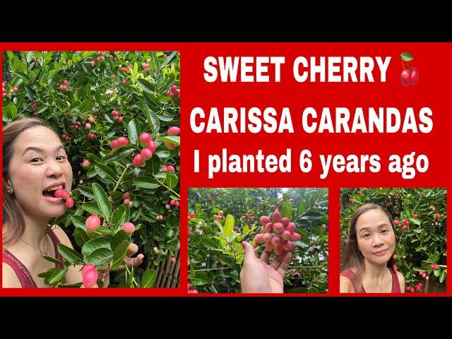 SWEET CHERRY  CARISSA CARANDAS I planted 6 years ago