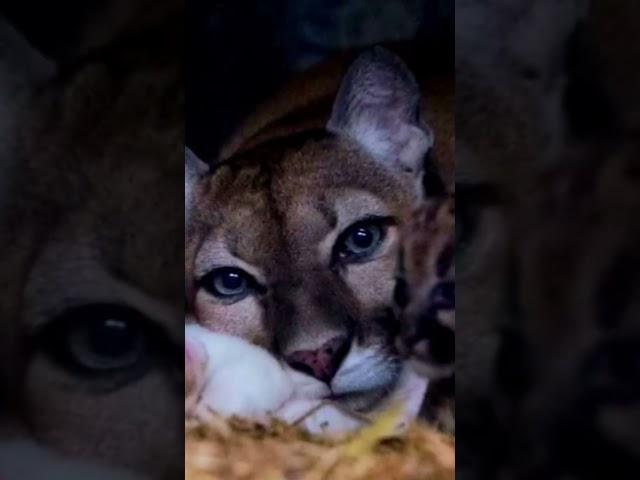 Sorprendente Nace Puma Blanco en zoológico en Nicaragua.