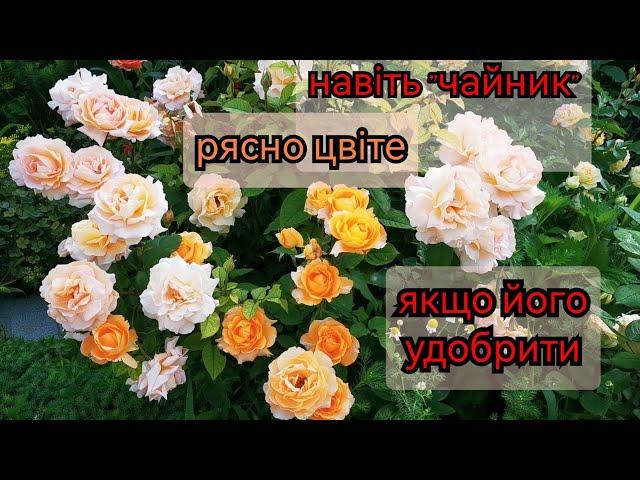 Пишне цвітіння троянд-це просто. Як "спровокувати" троянди на рясне цвітіння Підживлення троянд