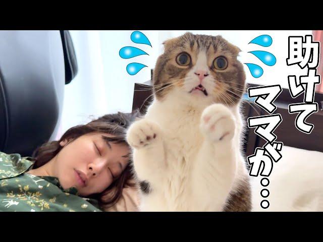 爆睡し続けるママが心配でパパ猫がパニックになっちゃいました…