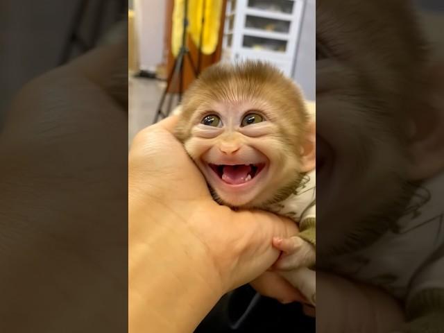 This Baby Monkey’s Sleepy Smile Will Melt Your Heart!