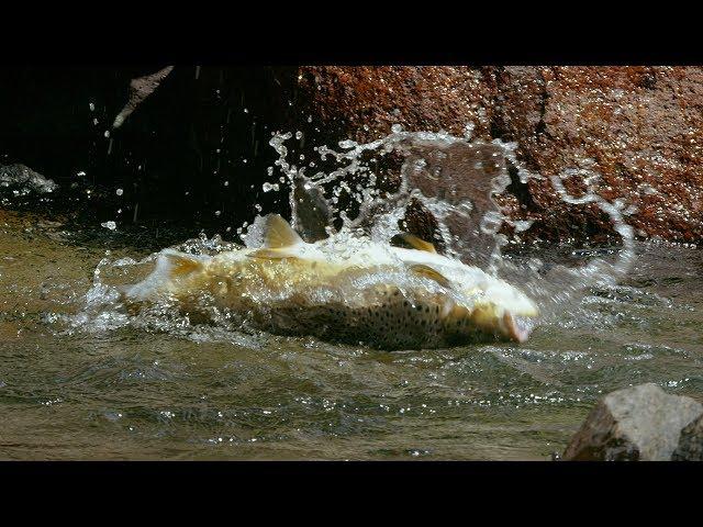 Huge Trout Eats Mice | Wild New Zealand | BBC Earth