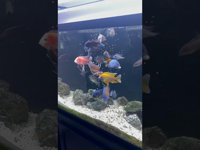 What I Feed My African Cichlids