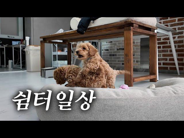 유기동물보호 포캣멍센터 쉼터의 일과 
