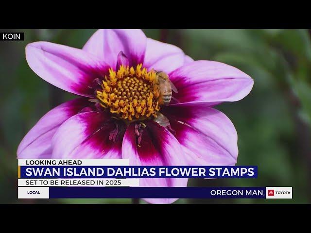 Swan Island Dahlias stamps to be released in 2025