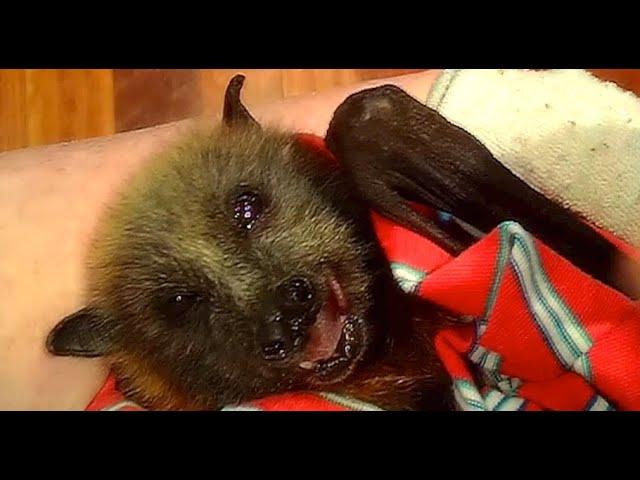 Juvenile flying-fox in care:  this is Lavender Blues first 24 hours