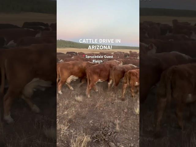 Every spring and fall!  #cattledrive #duderanch #horseriding #vacation #cows #cowboys #roundup
