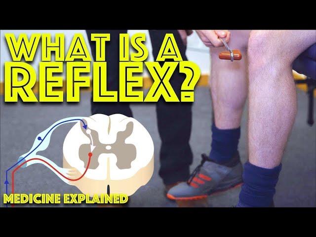 What is a reflex arc? - Understanding the Clinical Skills - Neurology - Dr Gill