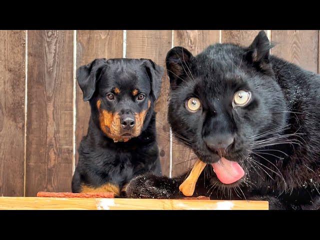 Luna the panther and Venza face a serious choice (ENG SUB)