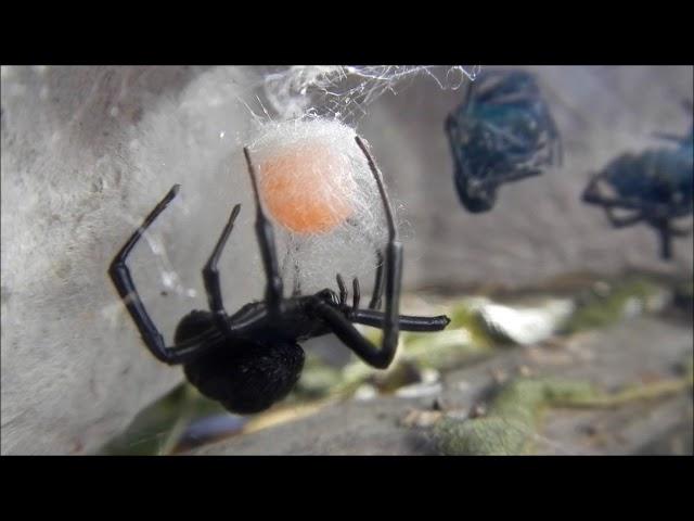 BLACK WIDOW LAYING EGGS