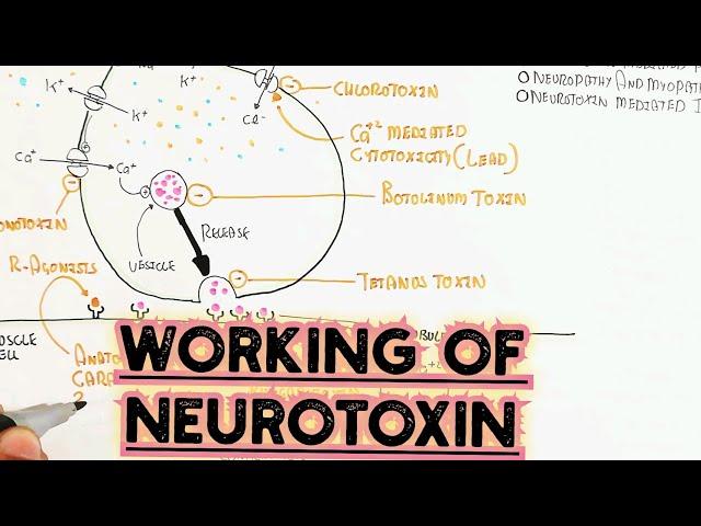 How Neurotoxin Work To Inhibit Coordination? @umerfarooqbiology7083