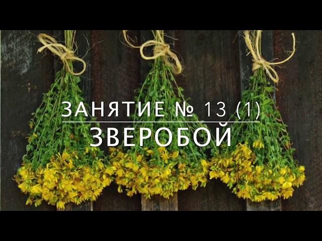 Школа травоведения - Занятие № 13(1) ЗВЕРОБОЙ с точки зрения этноботаники